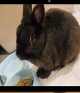 ارانب للبيع نوع مميز