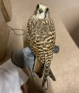 للبيع حميمية