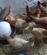 عدد 7 دجاج بلدي بعضه بدأ البيض وبعضه قريب جدا 2:5 / توصيل 1 دك