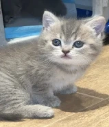 سكوتش فولد العمر شهر ونص كيوت نثايا السعر واحد