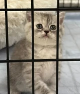 للبيع سلفر شيدد