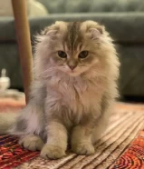 للتبني نثيه