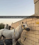 حصان ضايع بجواخير الهجن