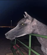 خيل بلدي شرط السلم العمر 3