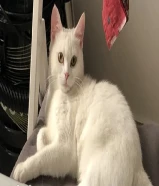 Spayed Female Turkish Angora Cat