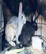 Rabit pair available