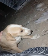 جرو بلدي بصحه جيدا جداً و نشيط