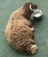 ذبائح للبيع توصيل جميع المناطق