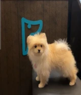 كلبه بومرينيان كيوته وهاديه تلعب مع الاطفال