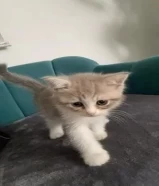 kitten for adoption (free)
