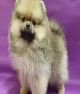 Purebred Pomeranian puppy’s for sale