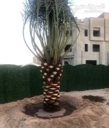 جاسم الاهوازي.النخيل