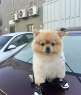 مطلوب كلبه للتزاوج