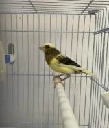 كناري تمبرادو اسباني66474