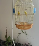 2 birds yellow with cage stand and water dispenser