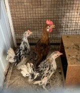 للبيع 5 دجاجات و 2ديج و 3حمامات فروخ